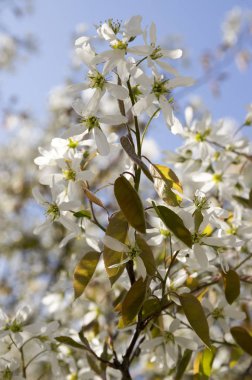 Amelanchier spicata ağacında bloom, hizmet berry beyaz süs çiçek ve tomurcukları