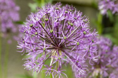Allium hollandicum, çiçek açmış bir grup mor İran süs soğanı çiçeği.