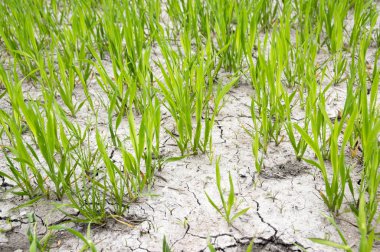 Yoksul alanında durum su eksikliği nedeniyle
