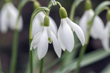 Galanthus nivalis, ortak kardelen çiçek, erken bahar soğanlı çiçekler güneş ışığı, makro ayrıntı görünümü bahçede Grup