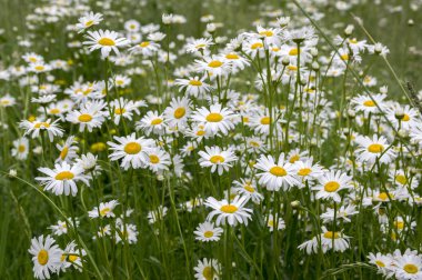 Leucanthemum vulgare çayır kır çiçekleri beyaz yaprakları ve çiçek sarı merkezi ile