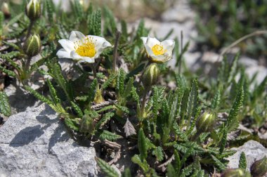 Dryas octopetala kutup alp çiçekli bitki sekiz yaprakları ile