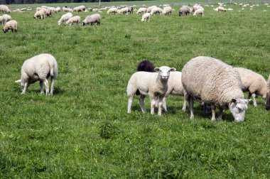 Ortak koyun ovis koç mera üzerinde göz teması otlatma beyaz