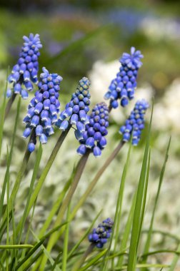 Muscari armeniacum, mavi bahar çiçek bubous çiçek