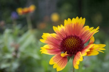 Gaillardia aristata kırmızı sarı çiçek çiçeklenme