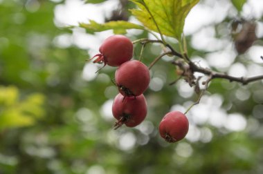Crataegus pinnatifida, Çin alıç hawberry kırmızı meyve olgunlaştı.