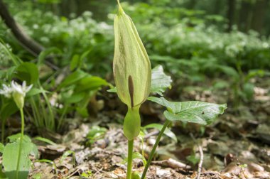 Arum maculatum yılanbaşı çiçek çiçeklenme
