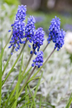Muscari armeniacum, mavi bahar çiçek bubous çiçek