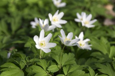 Anemon nemorosa bahar çiçekleri, çiçek ahşap Anemon