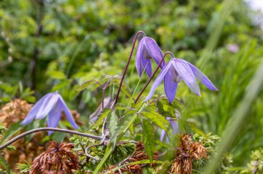 Akasma alpina Alps İtalyan dağlarda çiçek
