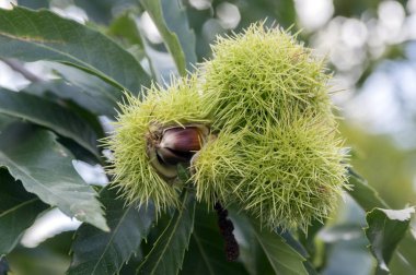 Açılan castanea sativa, dikenli cupules, lezzetli kahverengi fındık kestane meyve gizli tatlı kestane