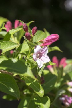 Beyaz ve soluk pembe çiçekler dallar ile Weigela Funda