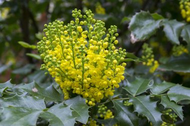 Sarı çiçek ile Mahonia aquifolium Funda
