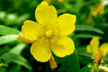 Hypericum calycinum çiçek, Bahçe, çiçek ayrıntılarıyla sarı süs çiçek ile Funda yaprakları