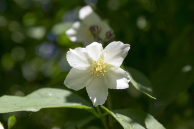 Sahte yasemin, portakallı makara, çiçek açmış fıstık.