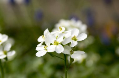 Arabis caucasica süs bahçe beyaz çiçekler, dağ taş cress çiçek