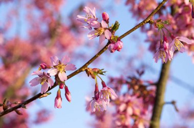 Pembe ağaç prunus campanulata okame çiçek mavi gökyüzü karşı bahar