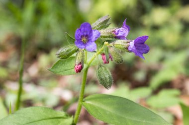 Ciğer otu çiçek, erken bahar