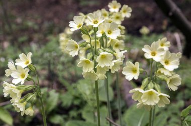 Primula veris elatior çiçek
