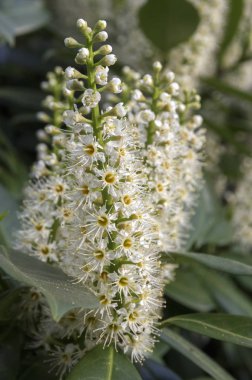Kiraz defne çiçeklenme, çiçekleri ve yaprakları grup çalı
