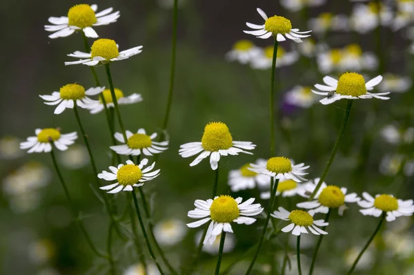 Matricaria Chamomilla Illatos Bloom Mayweed — Stock Fotó