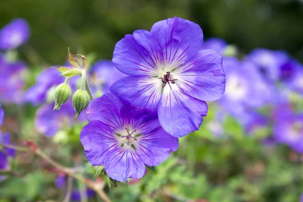 Cranesbills Group Flowers Geranium Rozanne Bloom — Stock Photo, Image