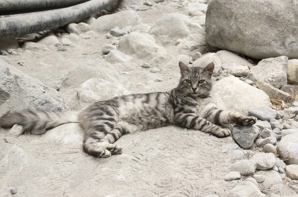 Żbik Europejski Srebrny Futro Marmuru Piękny Kot Kamienie Wąwóz Samaria — Zdjęcie stockowe