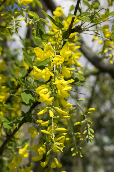 Laburnum Anagyroides Branches Arbustes Jaunes Ornementales Fleurs — Photo