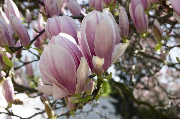 Magnolia Soulangeana Tree Bloom — Stock Photo, Image