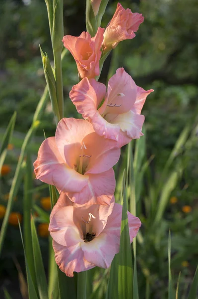 Gladiolus Hortulanus Flores Ornamentais Flor Laranja Cor Rosa — Fotografia de Stock