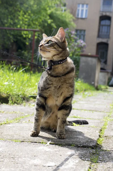 Cat on the leash for a walkies sitting like a model