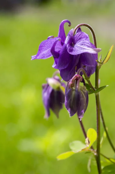 Aquilegia Vulgaris Common Columbine Purple Violet Flowers Bloom — Stock Photo, Image