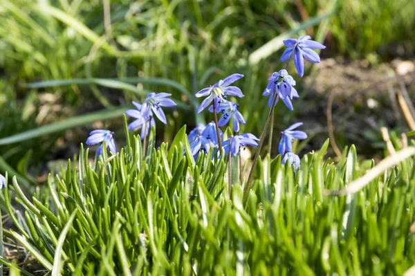 Ramo Scilla Siberica Flores Azules Primavera Temprana Flor Cama Jardín — Foto de Stock