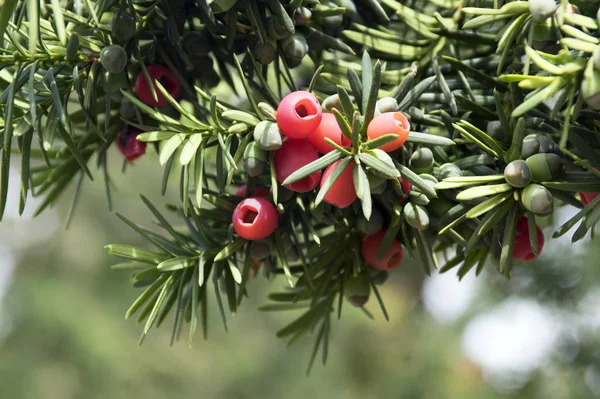 Taxus Baccata European Yew Conifer Shrub Poisonous Bitter Red Ripened — Stock Photo, Image