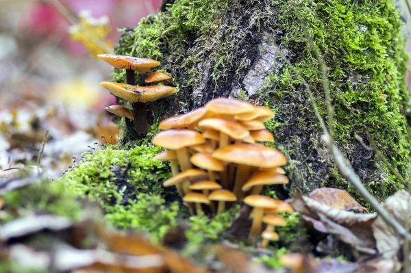 Flammulina Velutipes Mushroom Wooden Shrub Green Moss Cluster Tasty Winter — Stock Photo, Image