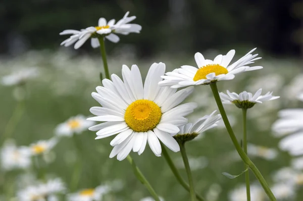 白叶和黄色中心盛开的花 — 图库照片