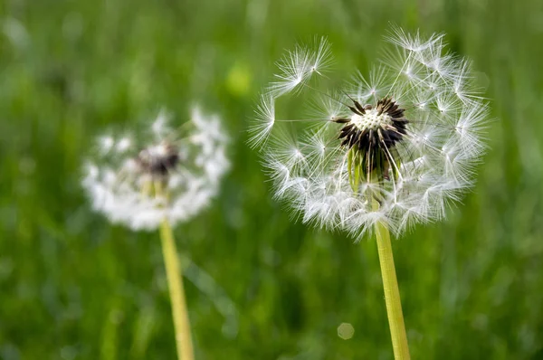 Close Dandelion Desbotada Taraxacum Officinale Sementes Voadoras — Fotografia de Stock