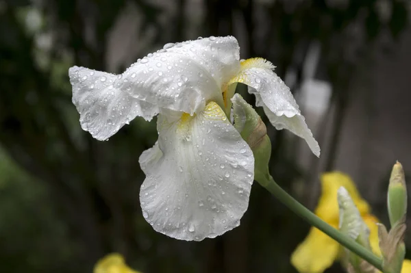 髭アイリスの花の雨で満開のアイリス チャバネゴキブリが値下がりしました — ストック写真