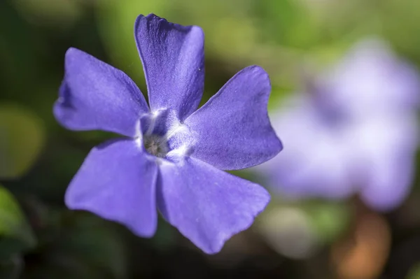 Vinca Minor Kisebb Télizöld Virág Virágzik Díszítő Kúszó Virág — Stock Fotó