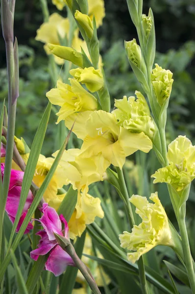 Mečík Hortulanus Okrasné Květiny Kvetou Žluté Zelené Barvy — Stock fotografie