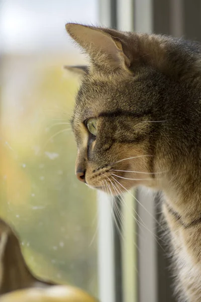 Marble Cat Looking Out Window Interested What Happening — Stock Photo, Image