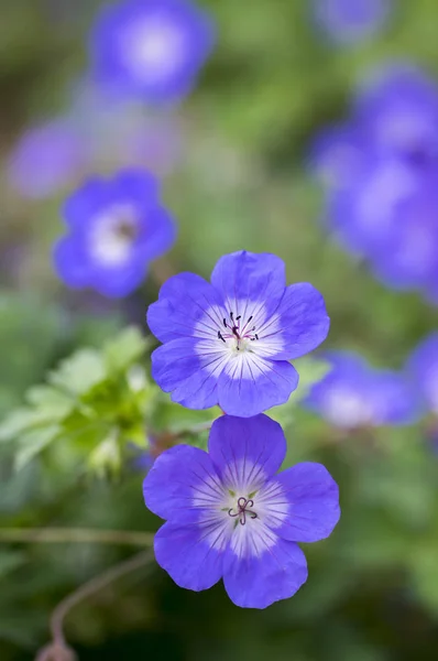 Cranesbills Grupo Flores Geranium Rozanne Flor — Fotografia de Stock