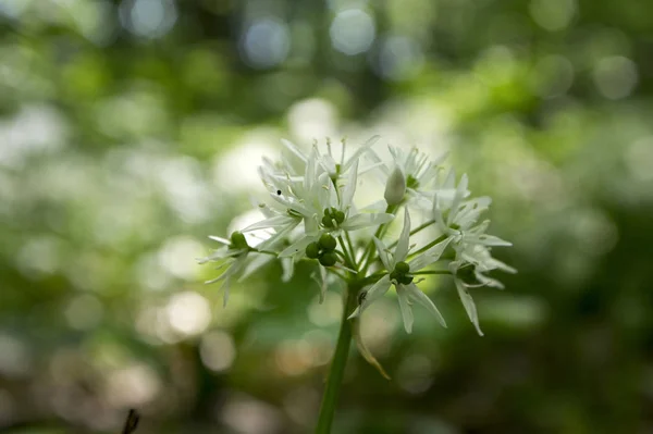 ブルームは 魔法の光でネギ Ursinum クマのニンニク — ストック写真