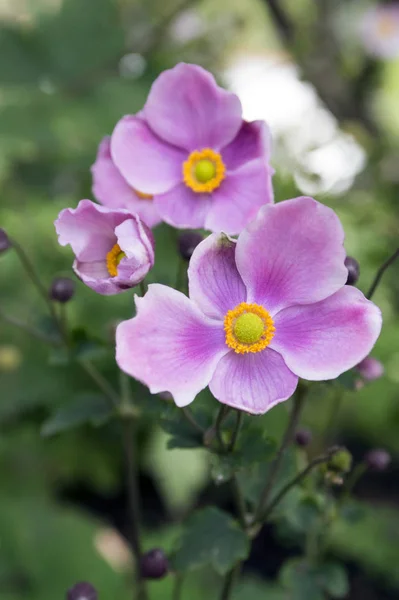 Anemone Hupehensis Japonica Zawilec Japoński Windflower Rotacznicy Rozkwicie — Zdjęcie stockowe