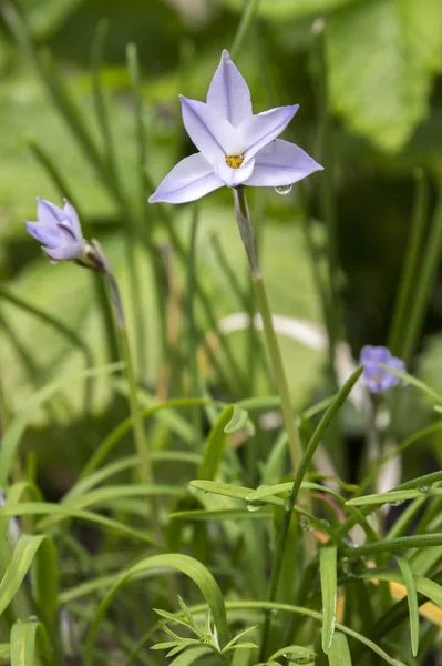 Ipheion Uniflorum Spring Bulbous Flowers Bloom — Stock Photo, Image