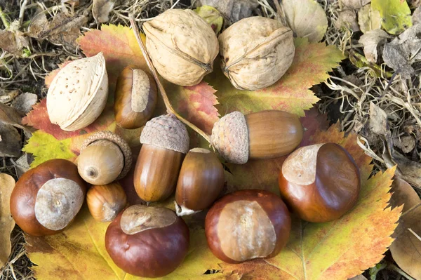 Walnüsse Eicheln Mandeln Und Kastanien Farbe Herbstblätter — Stockfoto