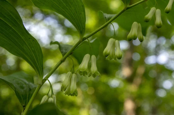 Polygonatum Multiflorum Forest Wildflower Bloom Leaves Buds — Stock Photo, Image
