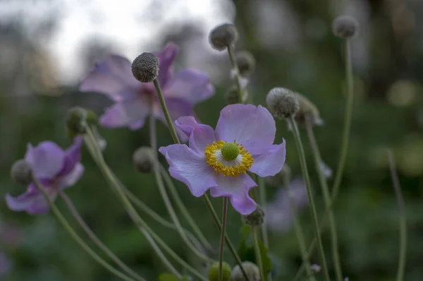 Anemone Hupehensis Japonica Flowering Plant Japanese Anemone Flowers Bloom Thimbleweed — Stock Photo, Image