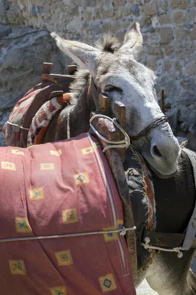 Burro Cansado Inclina Cabeza Sobre Otro Burro Ensillado Atracción Turística —  Fotos de Stock