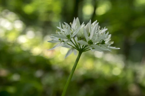 Allium Ursinum Urso Alho Flor Luz Solar — Fotografia de Stock
